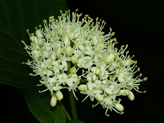 {Cornus alternifolia}